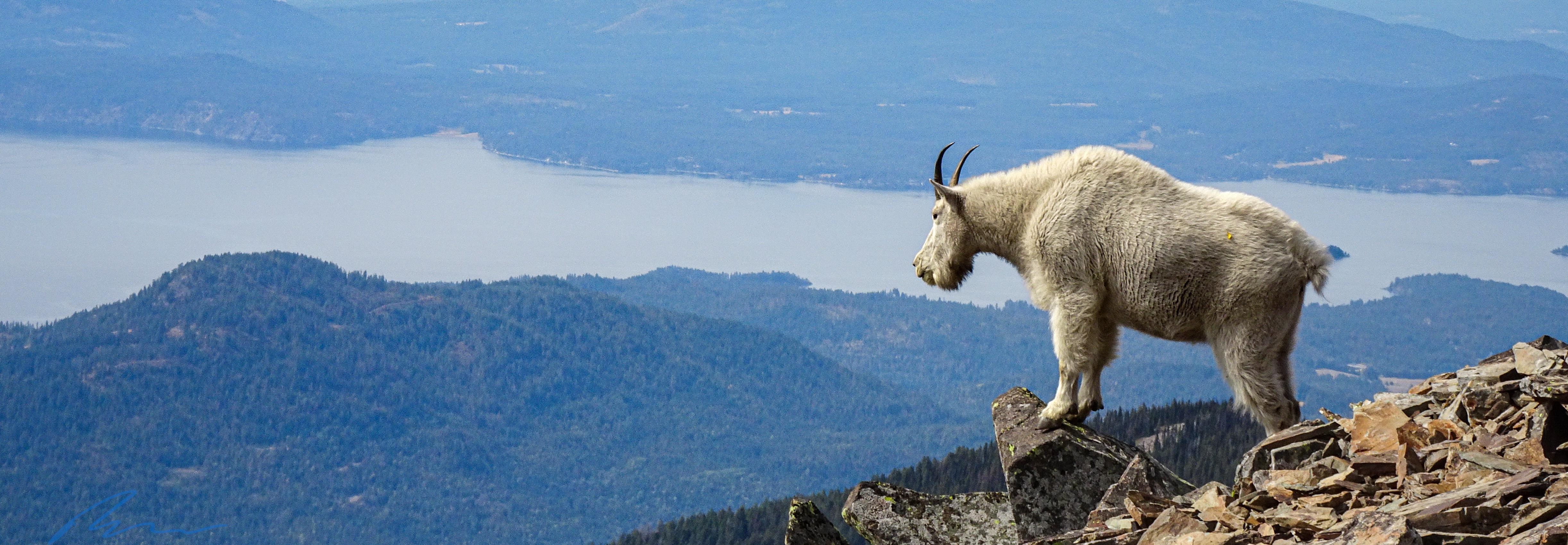 Mountain goat on Scotchman Peak overlooking Lake Pend Oreille